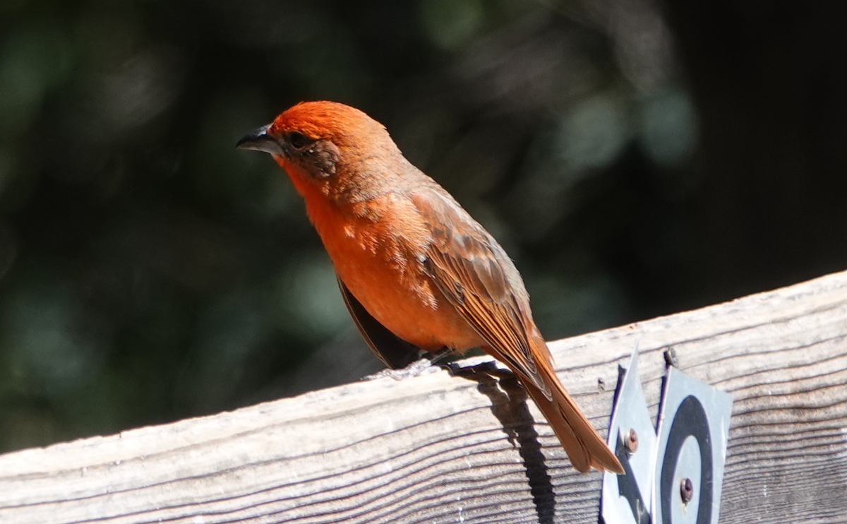 Hepatic Tanager - ML619788118