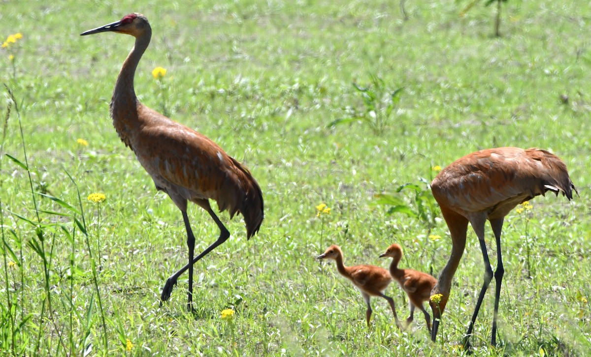 Sandhill Crane - ML619788120