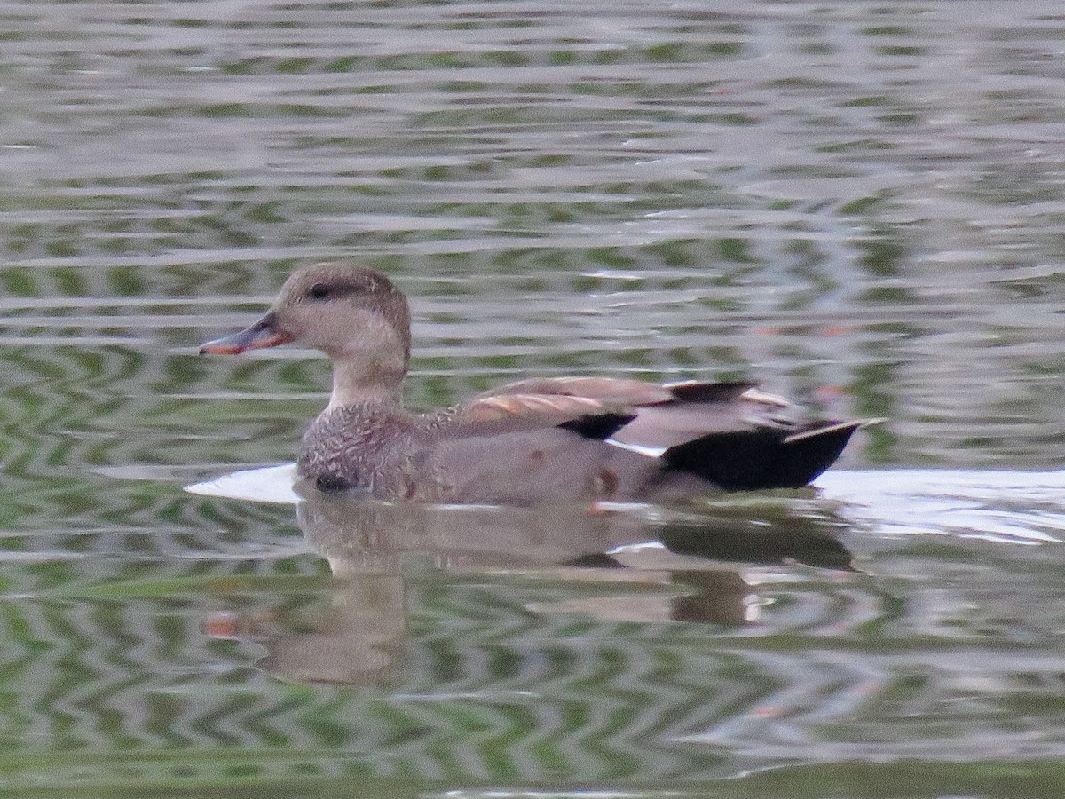 Gadwall - ML619788122