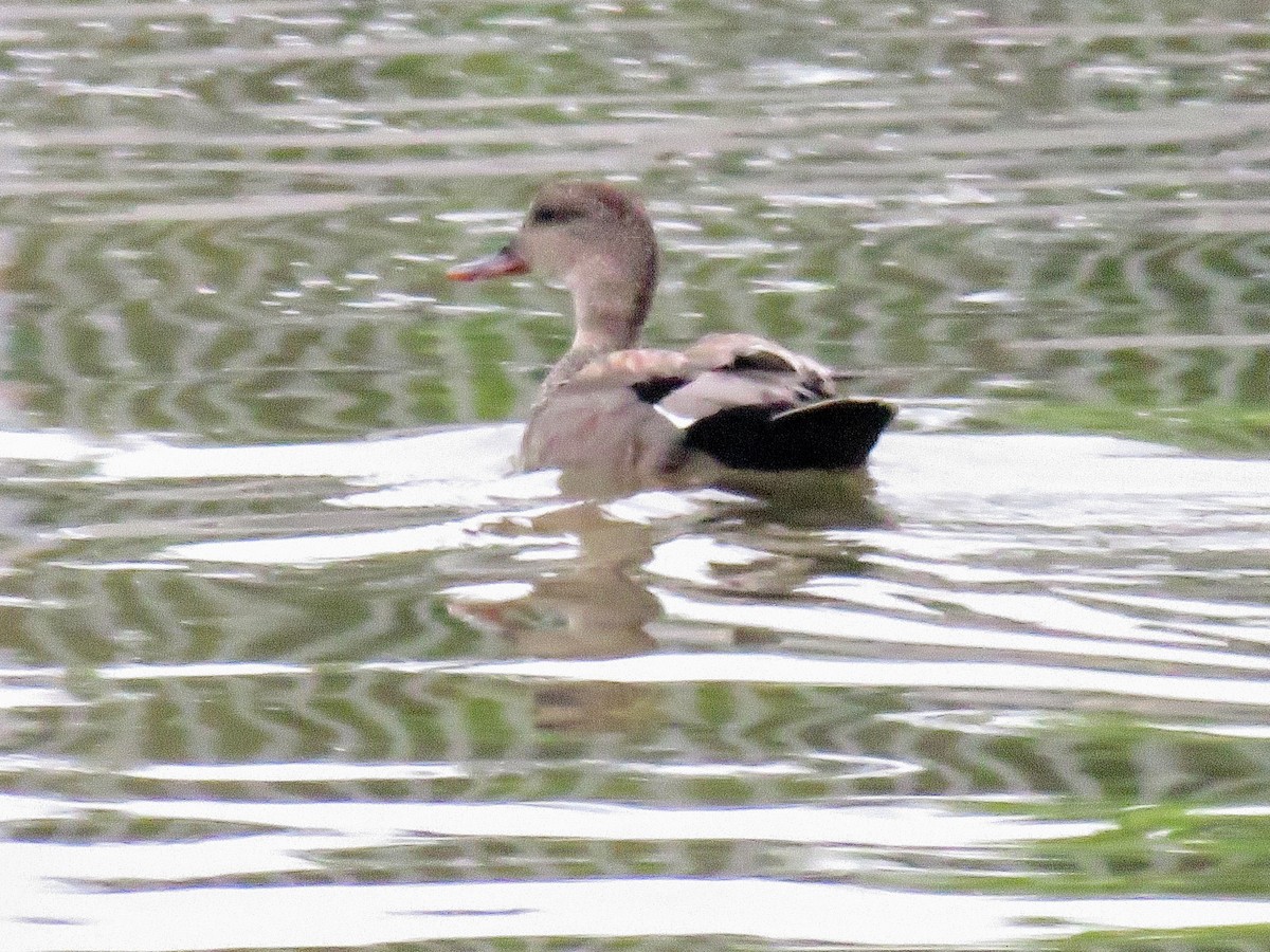 Gadwall - ML619788123