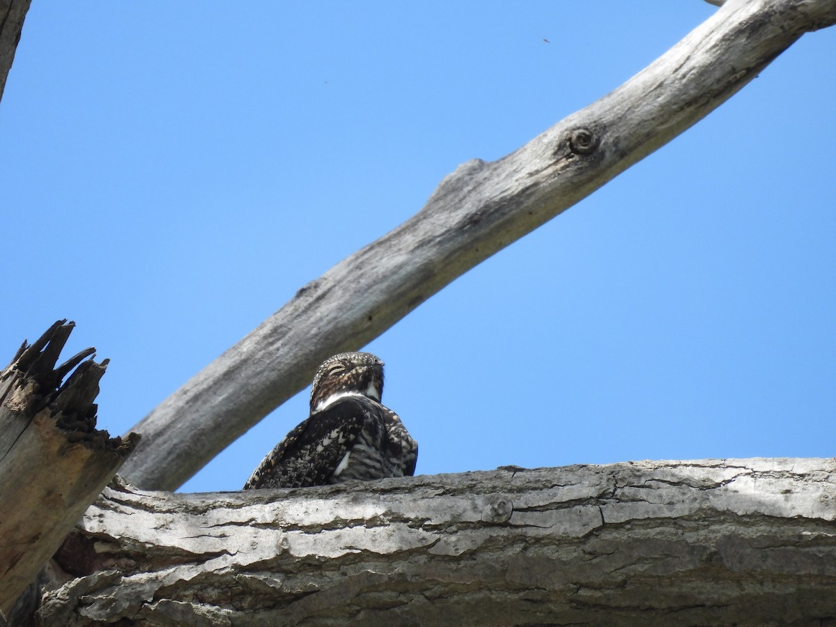 Common Nighthawk - ML619788127