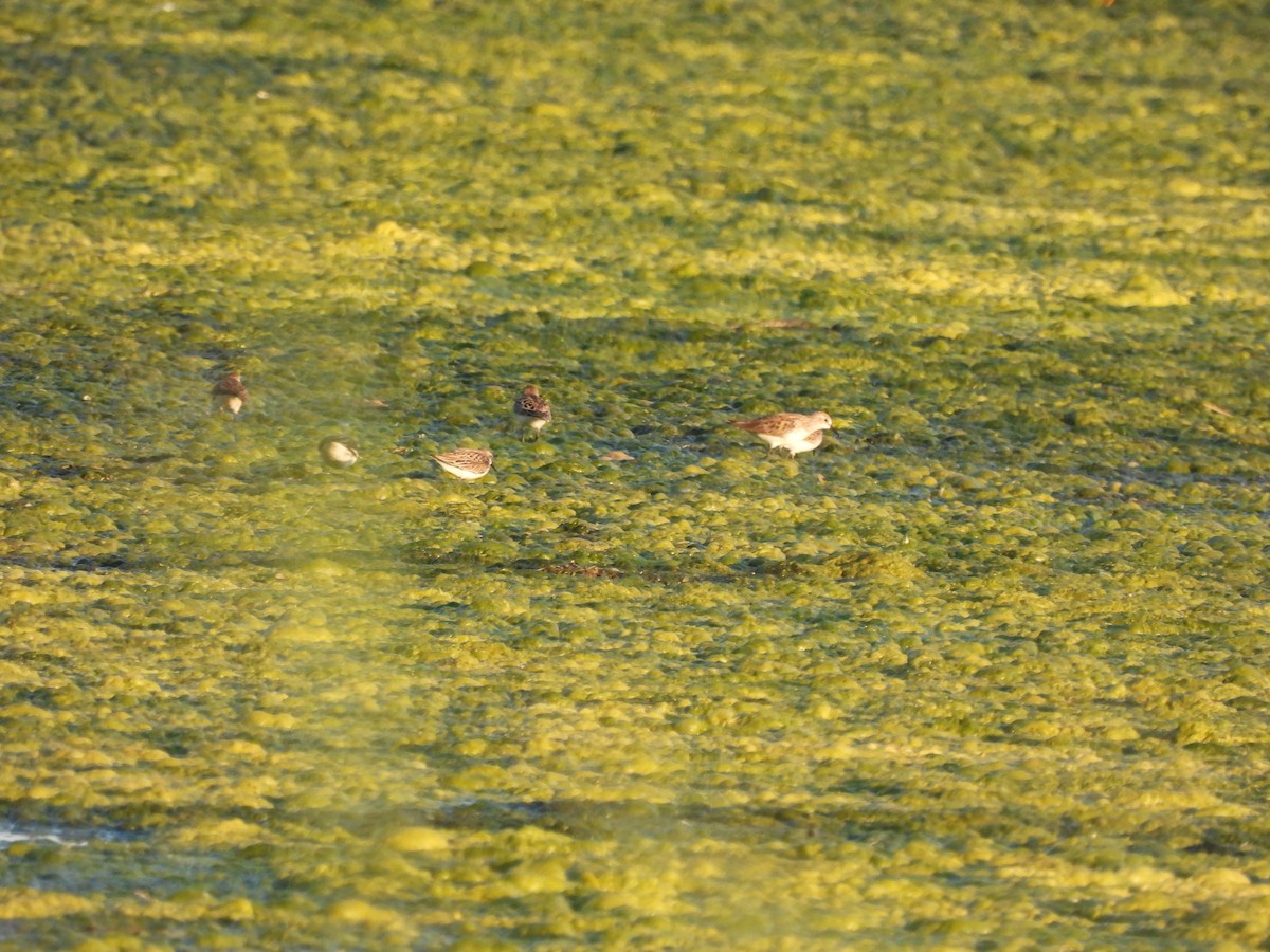 Semipalmated Sandpiper - ML619788134