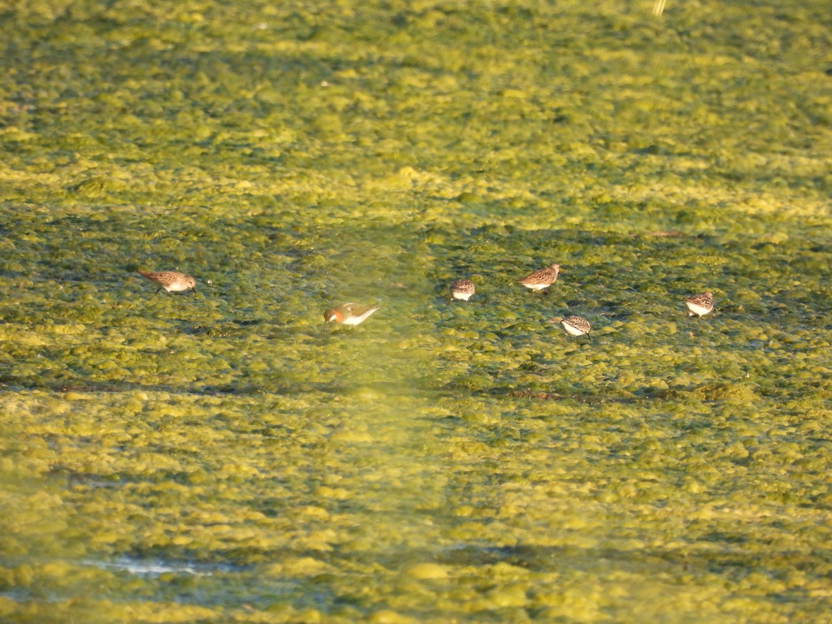 Red-necked Phalarope - ML619788141