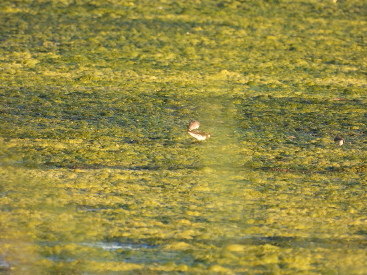 Red-necked Phalarope - ML619788142