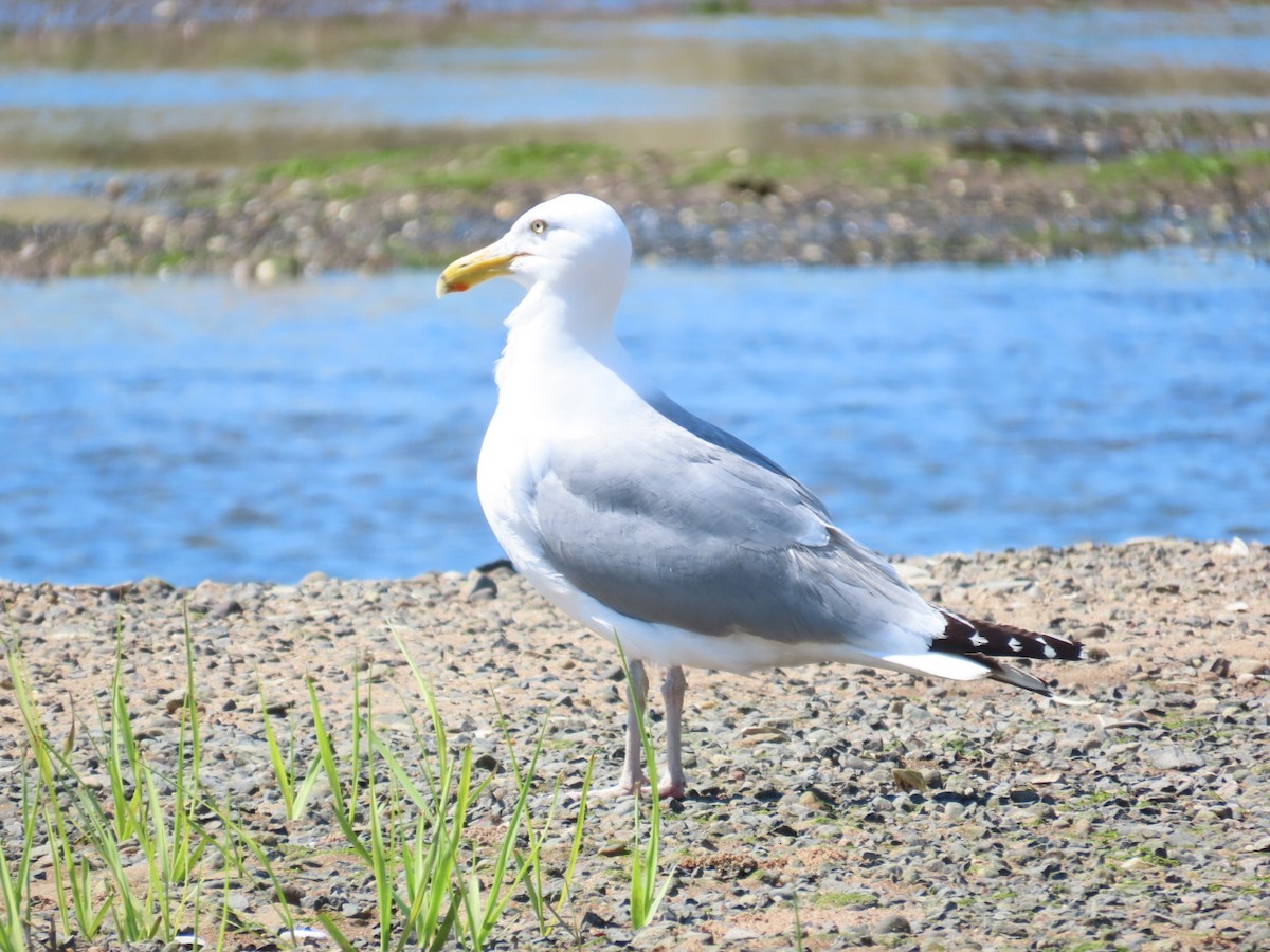 Herring Gull - ML619788158