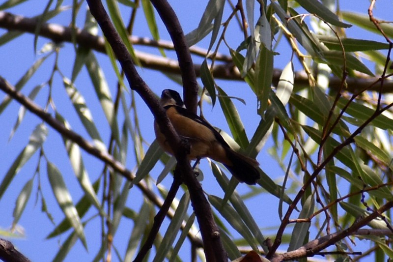 Cinnamon-rumped Seedeater - ML619788176