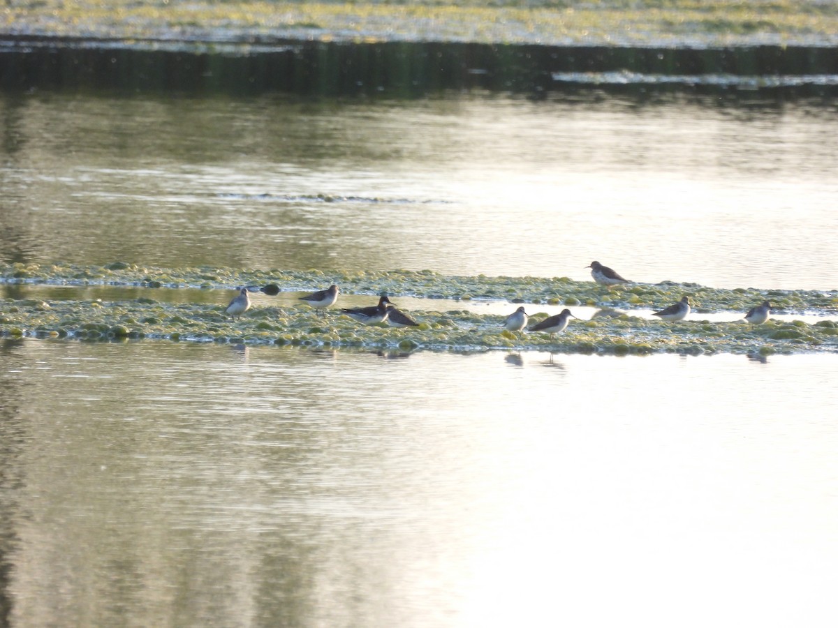 Red-necked Phalarope - ML619788181