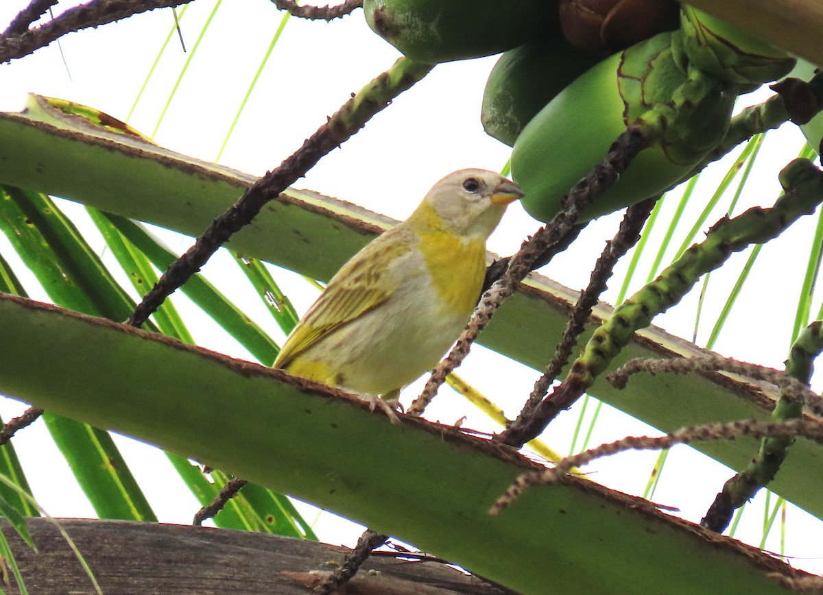 Saffron Finch - ML619788183