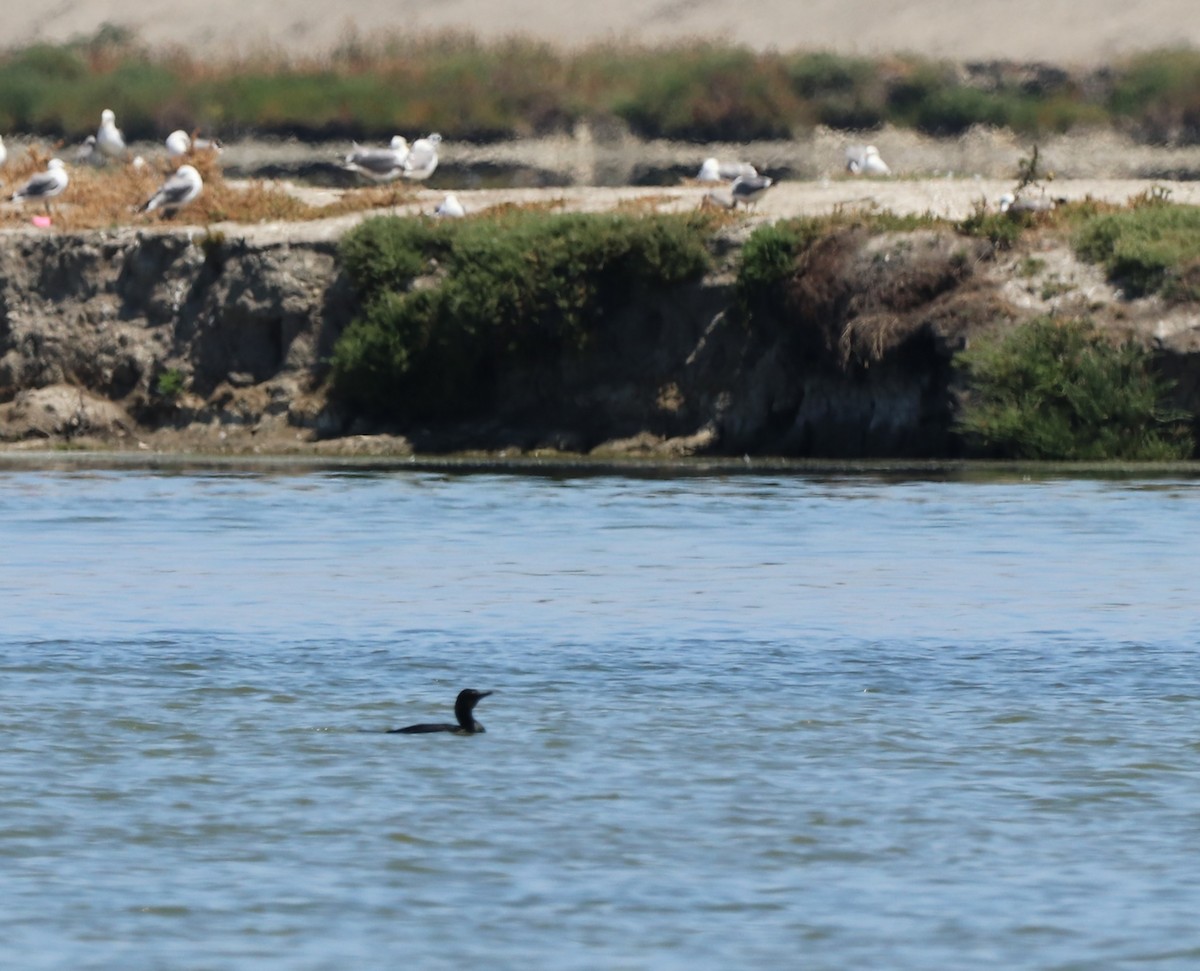 Brandt's Cormorant - ML619788187