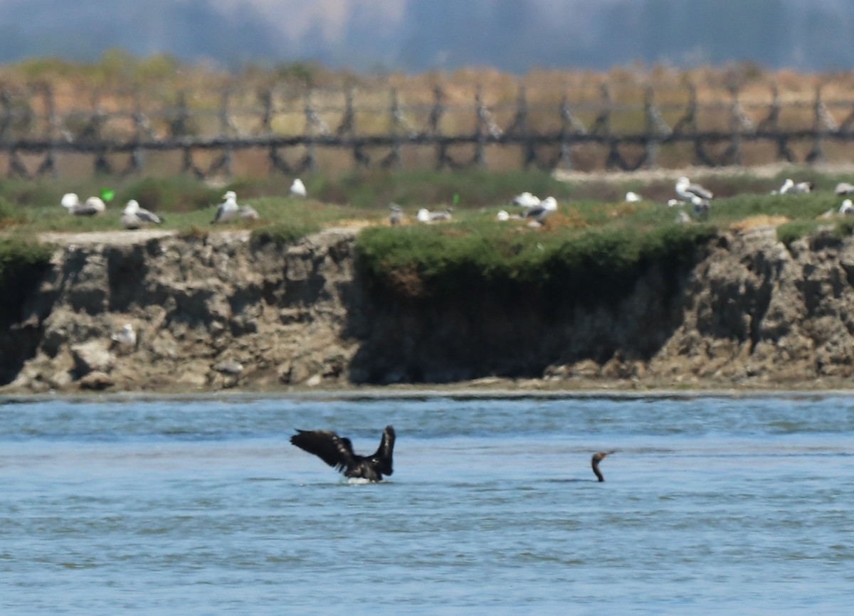 Brandt's Cormorant - ML619788189