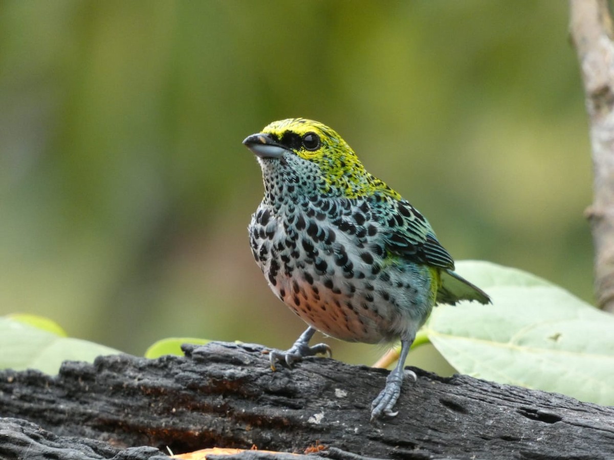Speckled Tanager - ML619788269
