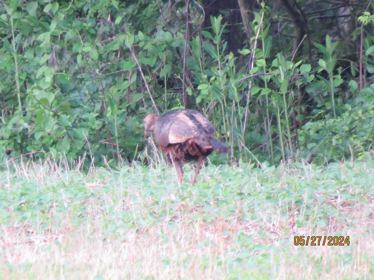 Wild Turkey - ML619788282