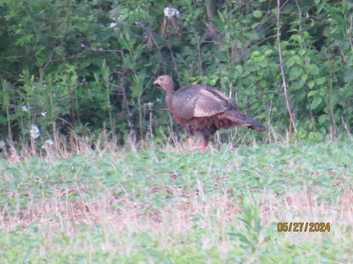 Guajolote Gallipavo - ML619788283