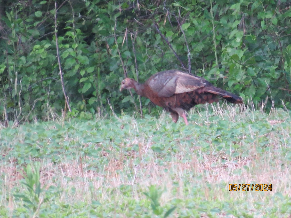 Wild Turkey - ML619788284