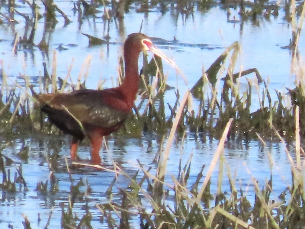 White-faced Ibis - ML619788285