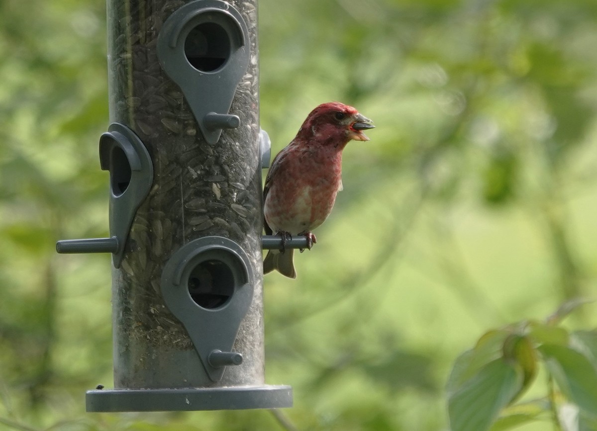 Purple Finch - ML619788364