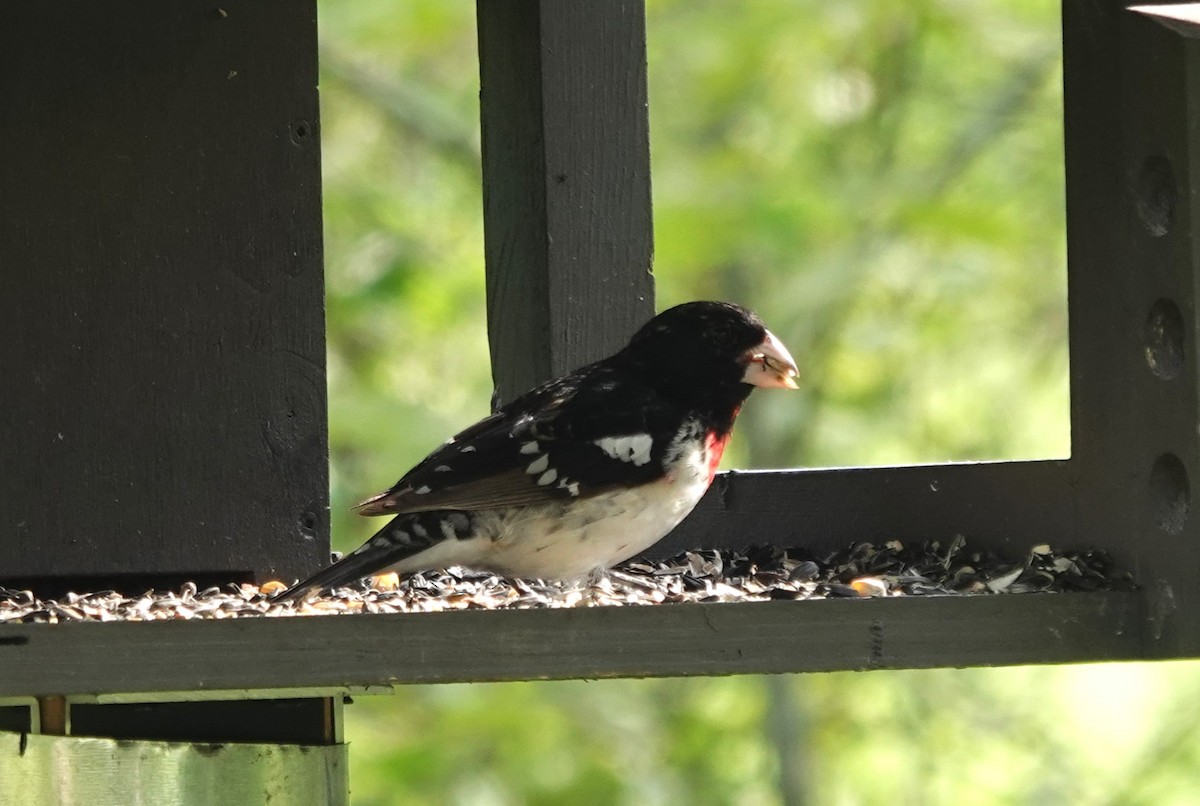 Northern Cardinal - ML619788367