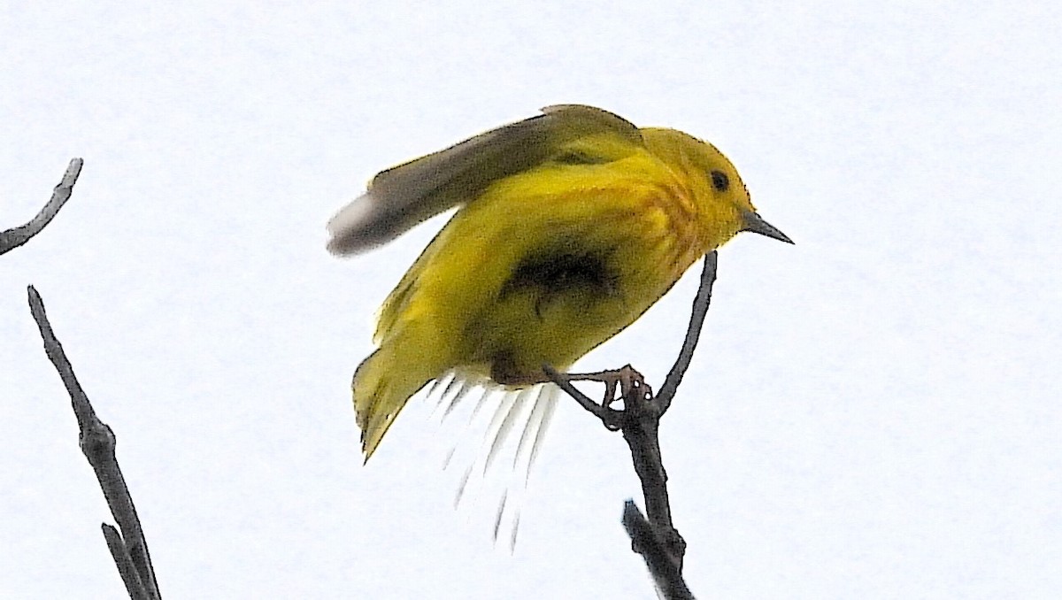 Yellow Warbler - ML619788369