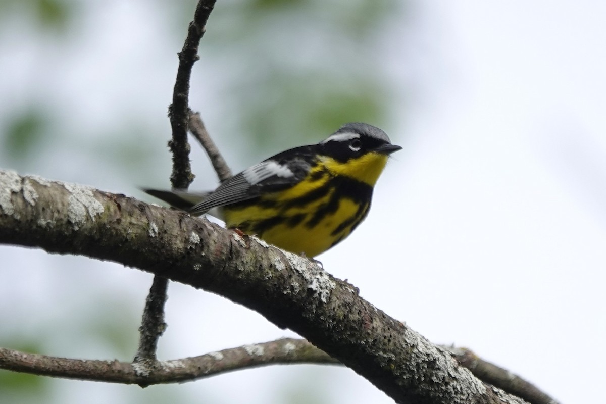 Magnolia Warbler - ML619788380