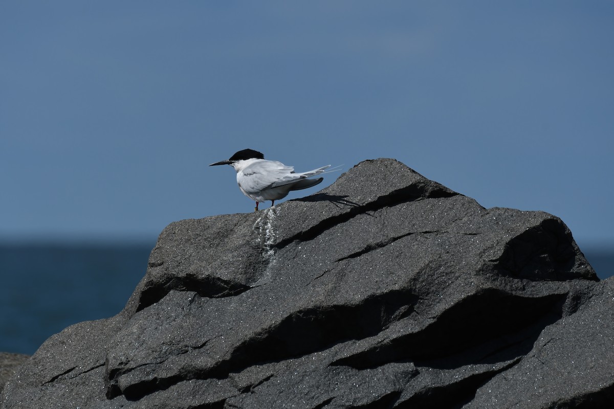 Roseate Tern - ML619788399