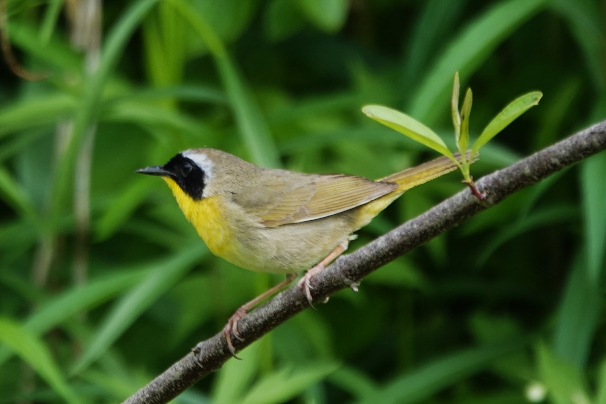 Common Yellowthroat - ML619788401