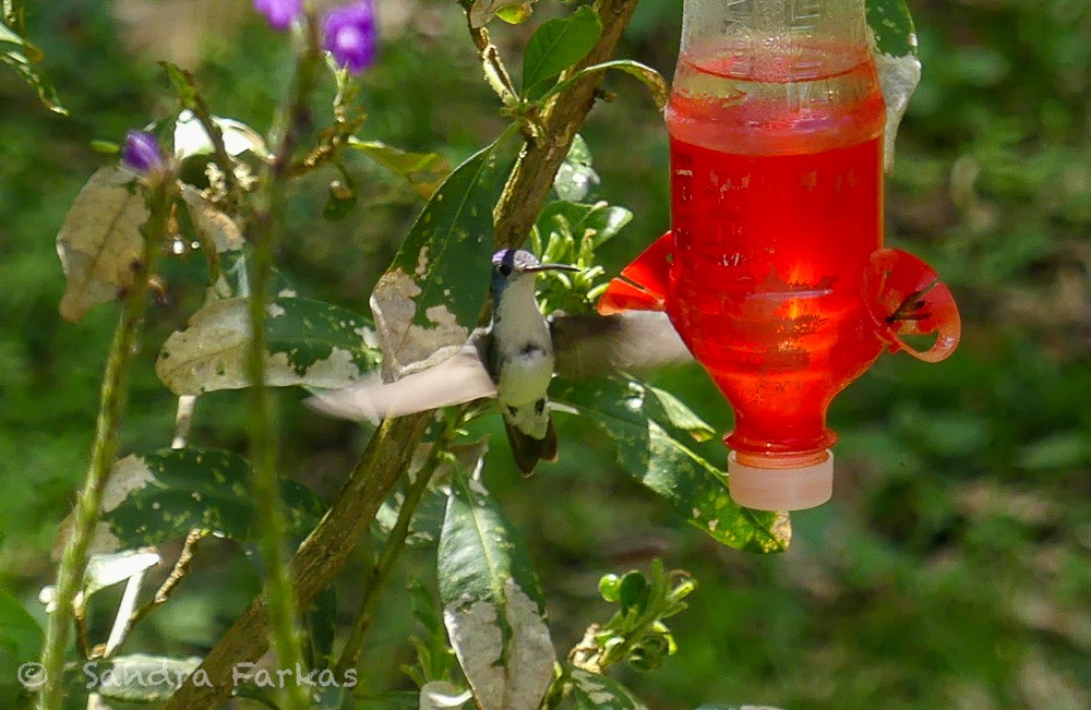 White-bellied Hummingbird - ML619788405