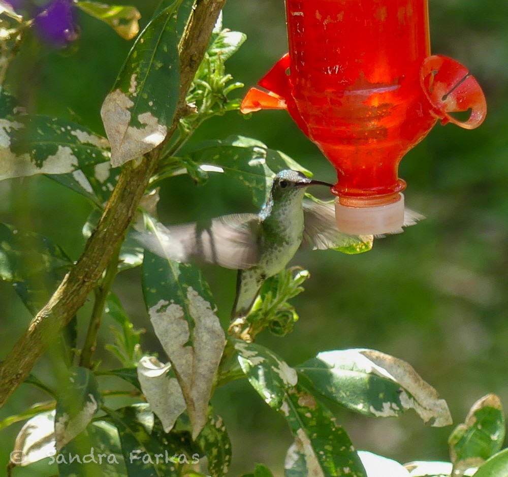 White-bellied Hummingbird - ML619788406