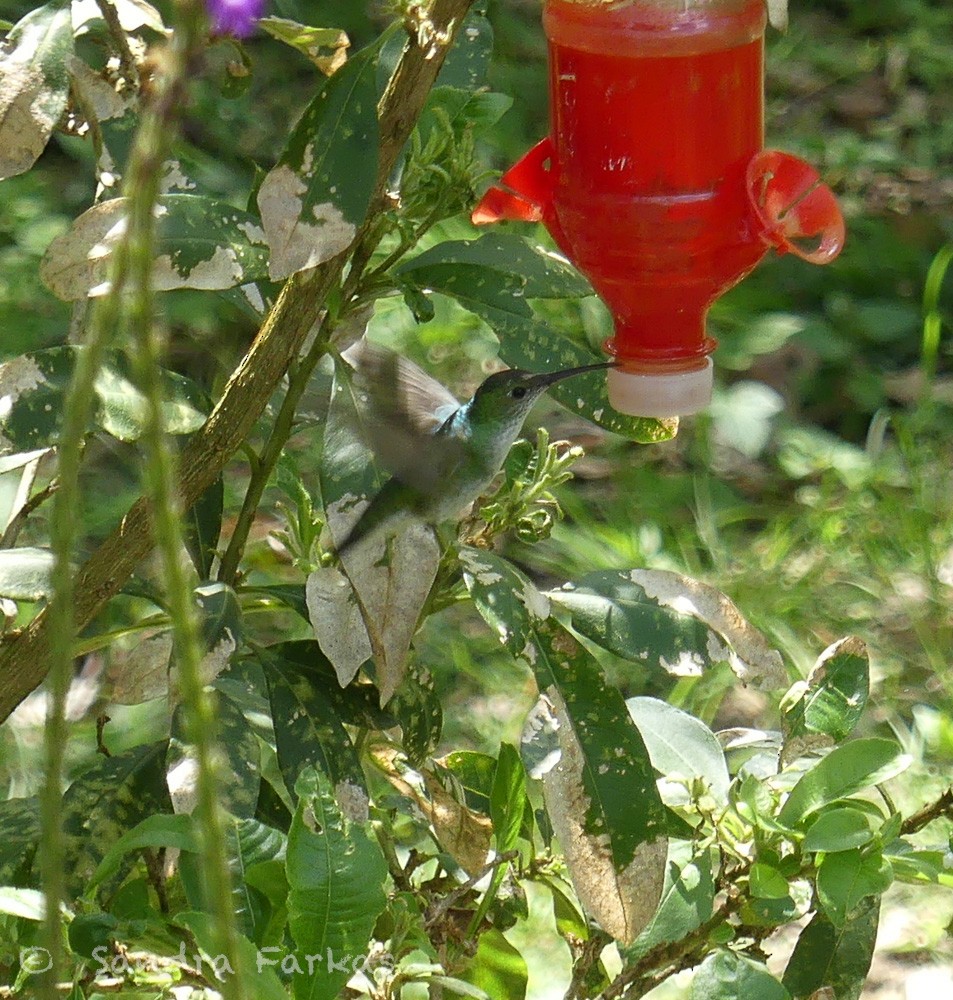 Ak Karınlı Kolibri - ML619788407