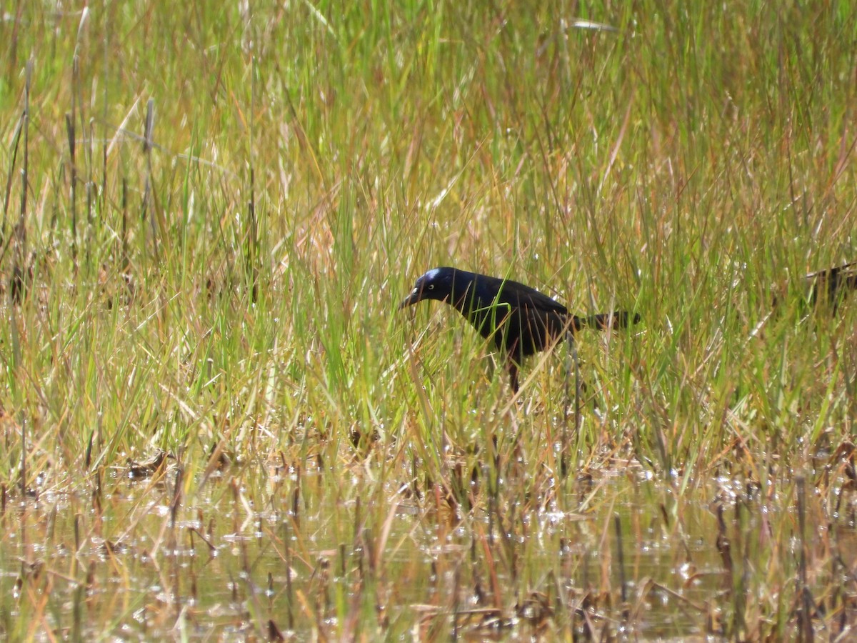 Boat-tailed Grackle - ML619788425