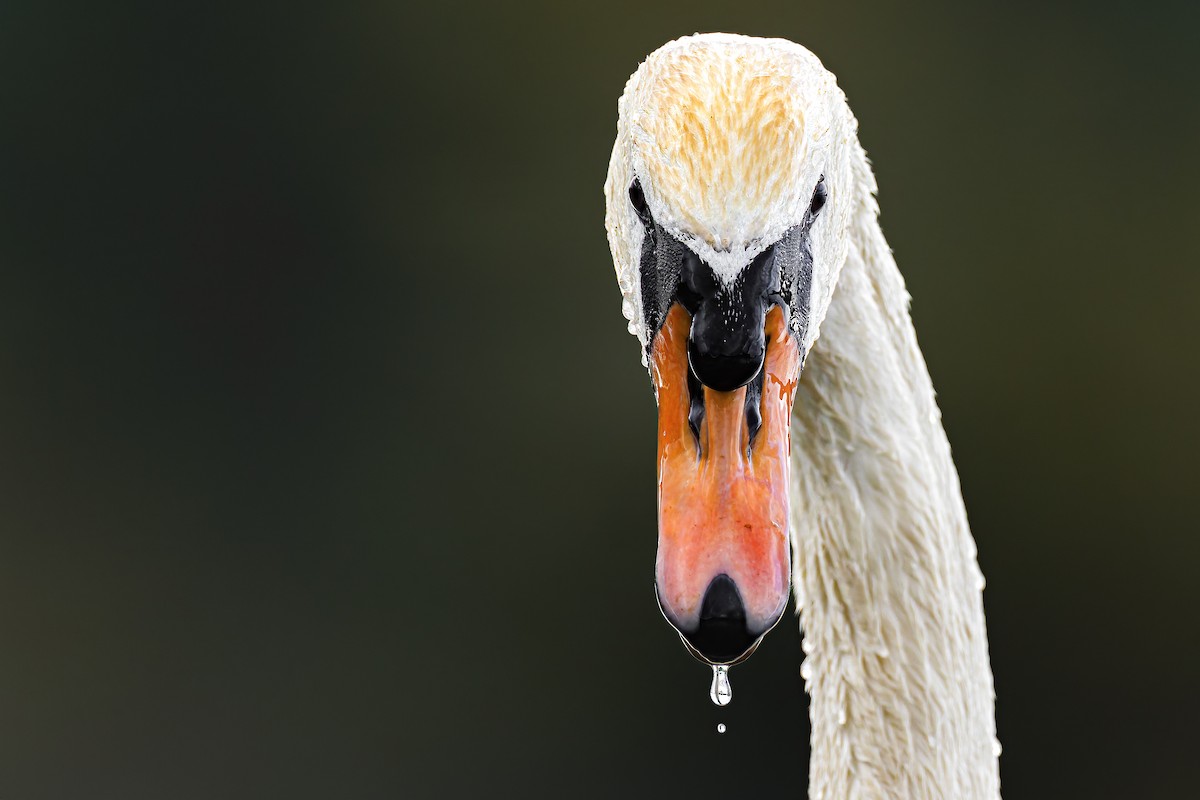 Cygne tuberculé - ML619788431