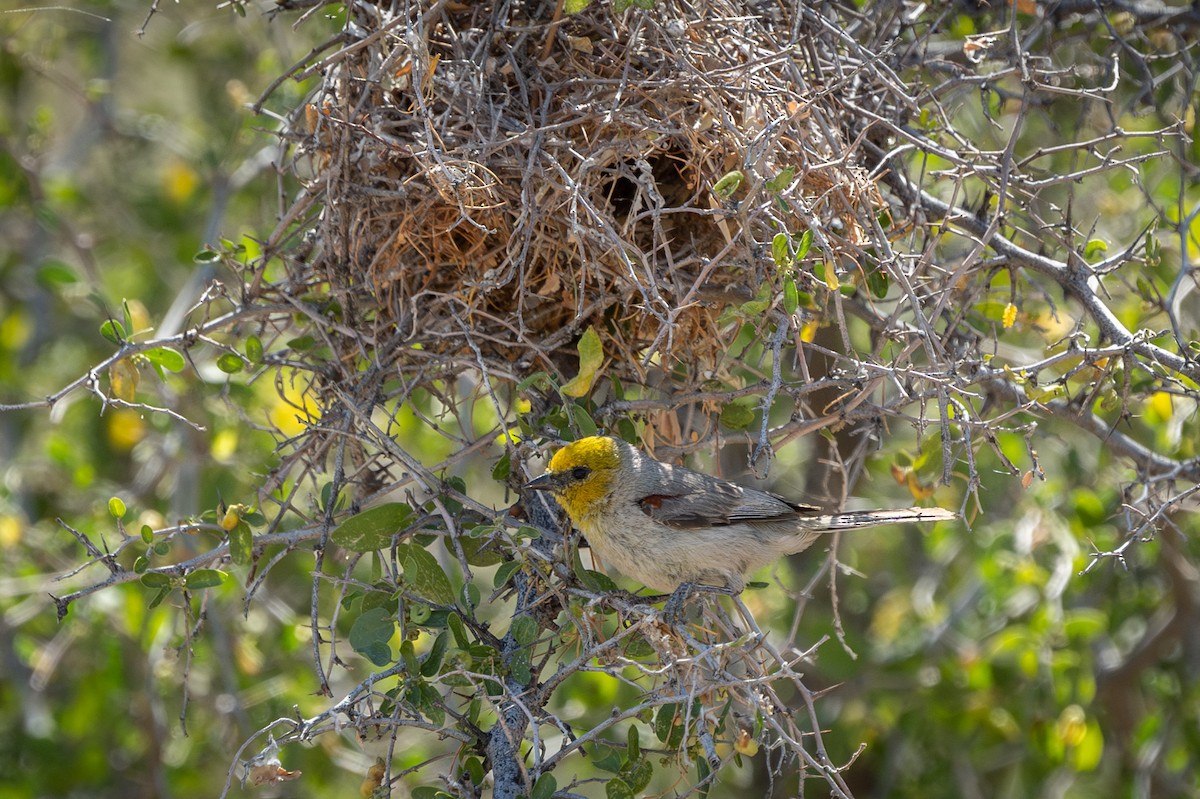 Pájaro Moscón Baloncito - ML619788435