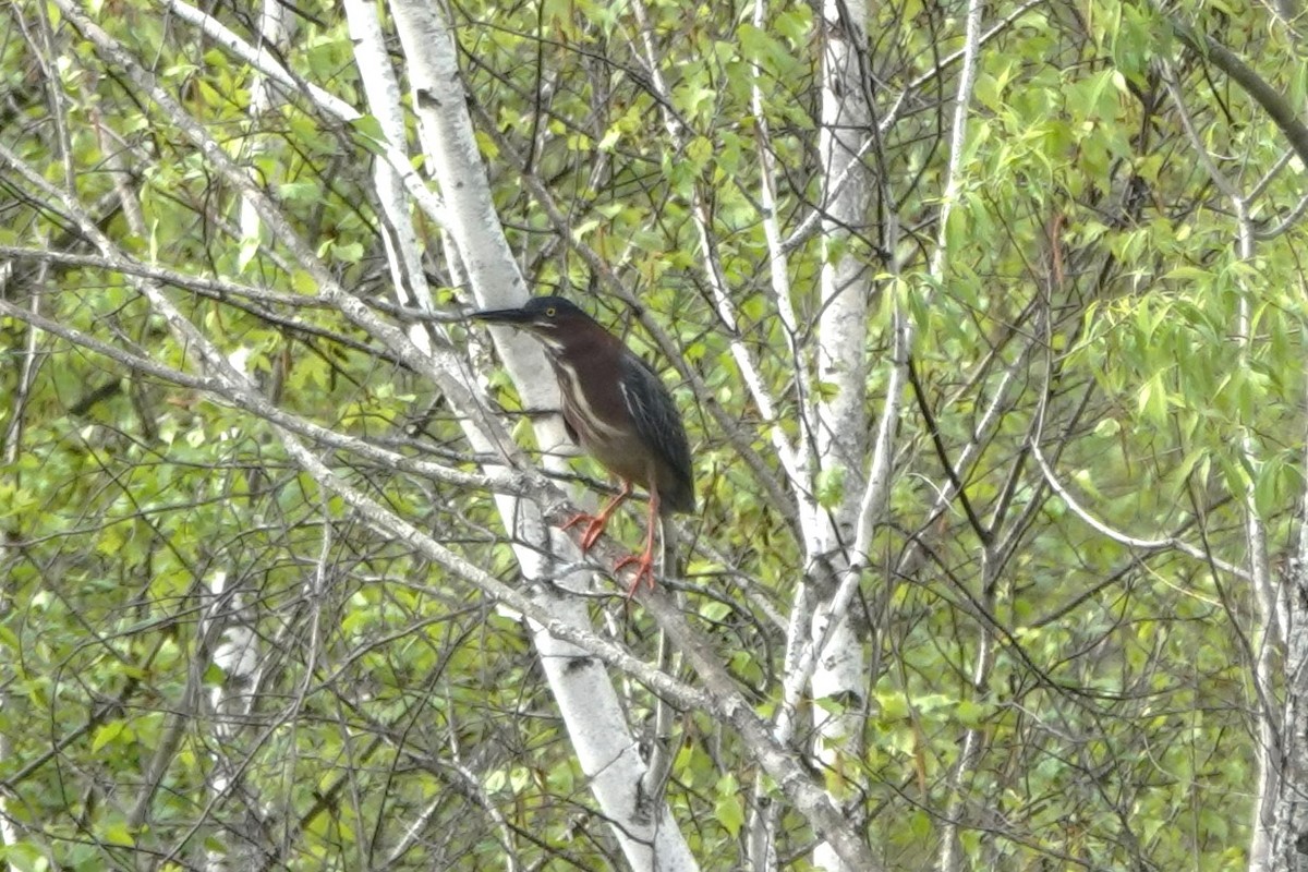 Green Heron - ML619788451