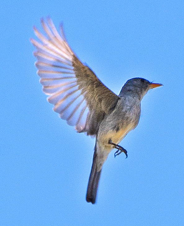 Greater Pewee - ML619788453