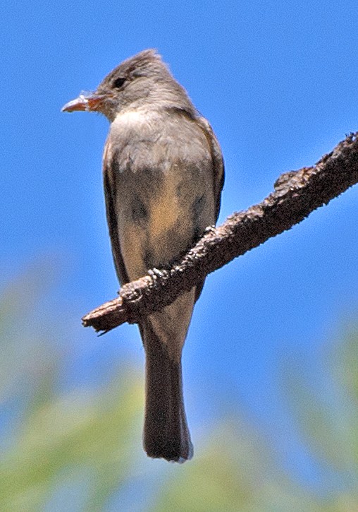 Greater Pewee - Kenneth Butler