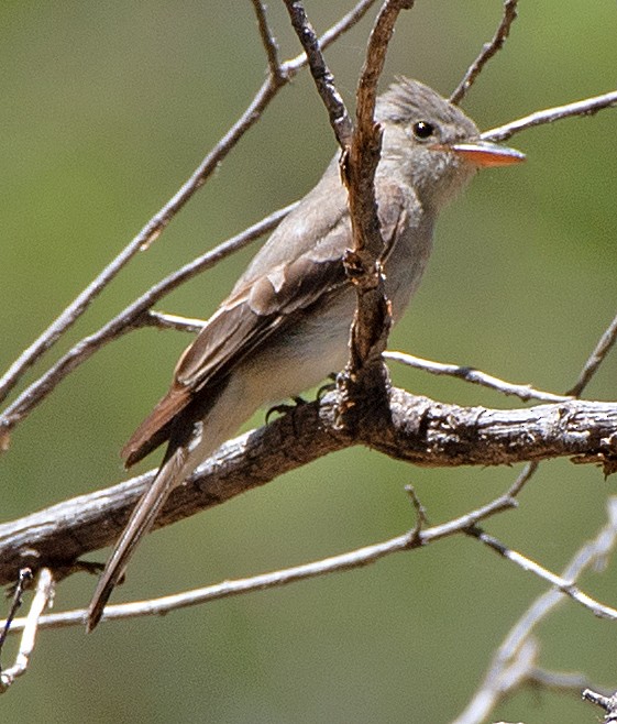 Greater Pewee - ML619788455