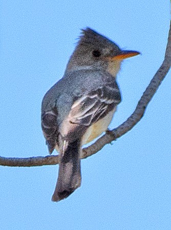 Greater Pewee - ML619788456