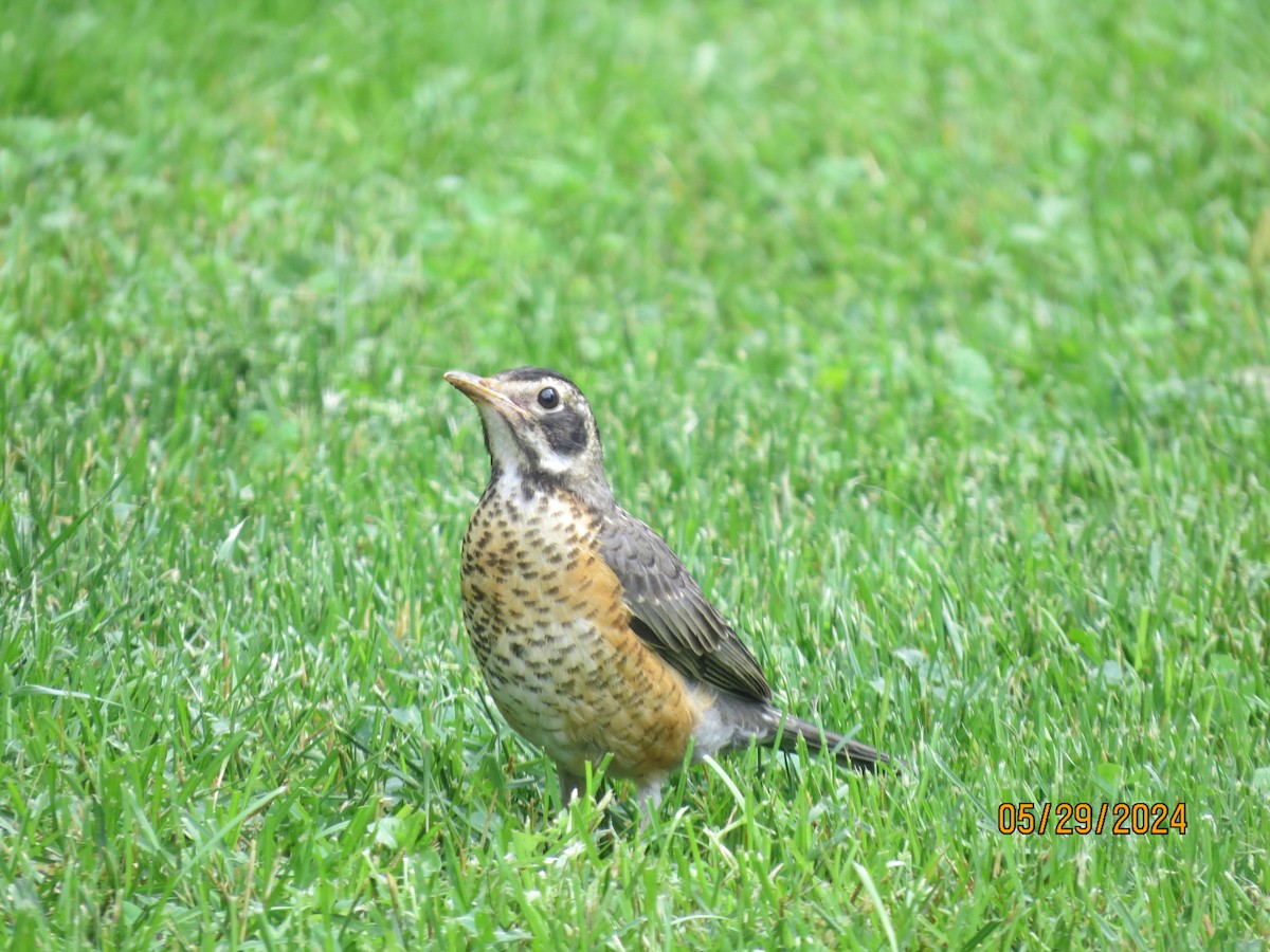 American Robin - ML619788461