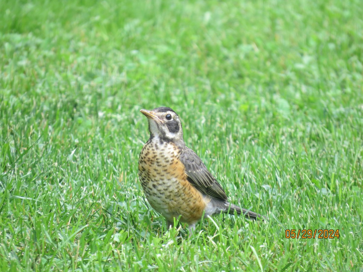 American Robin - ML619788462