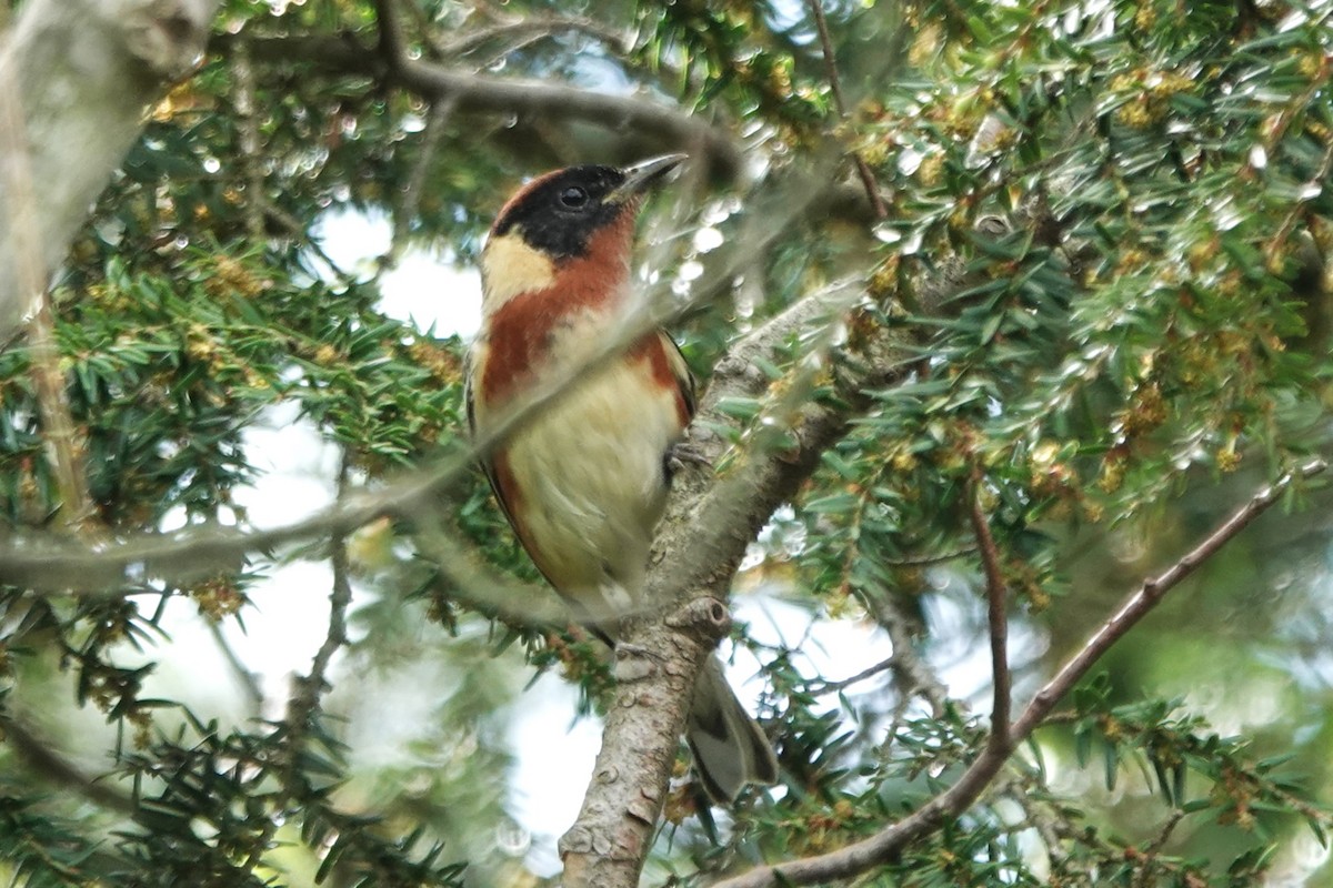 Bay-breasted Warbler - ML619788469