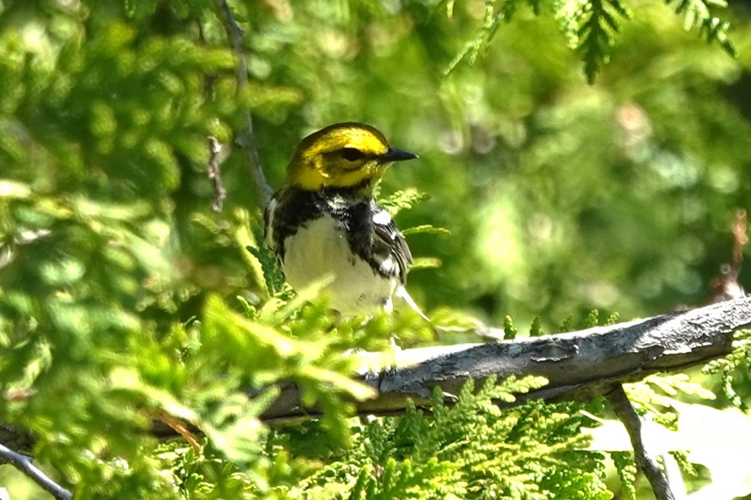 Grünmantel-Waldsänger - ML619788487