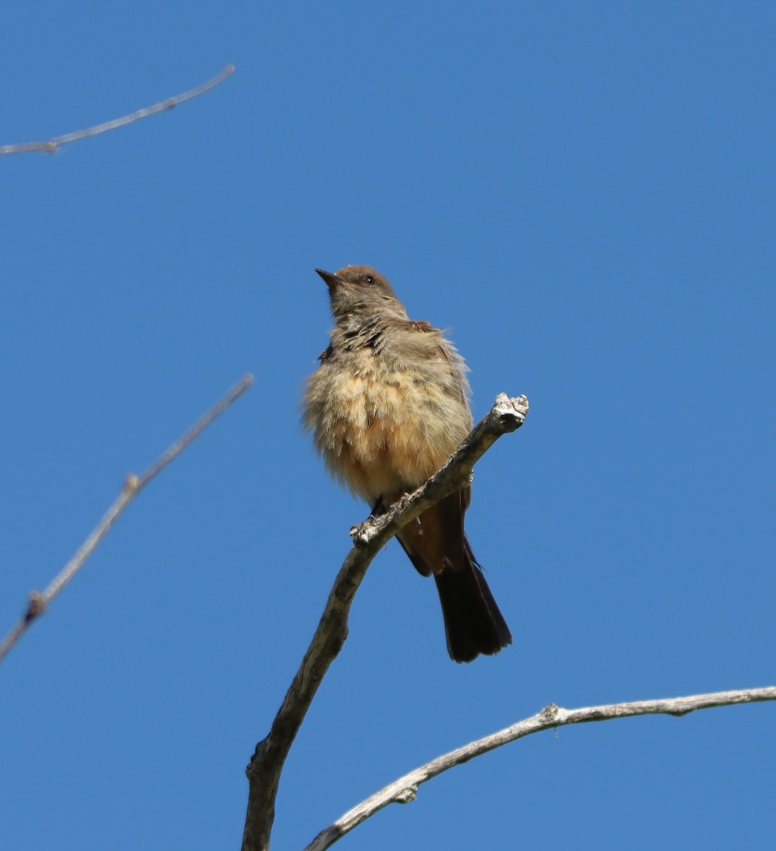 Say's Phoebe - ML619788497