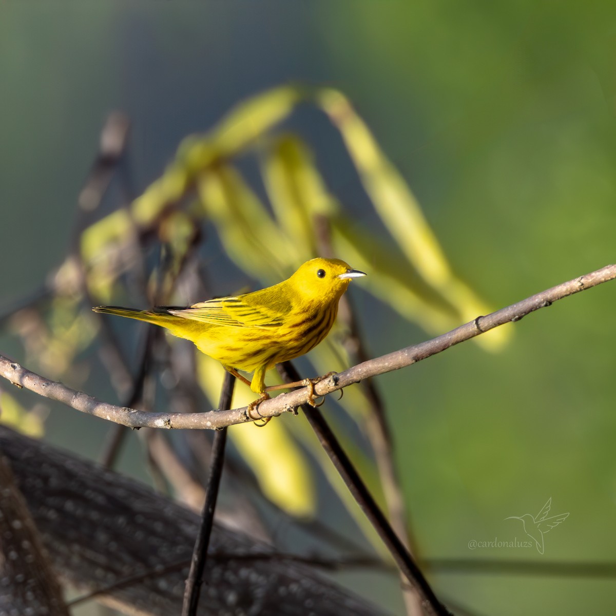 Yellow Warbler (Northern) - ML619788499