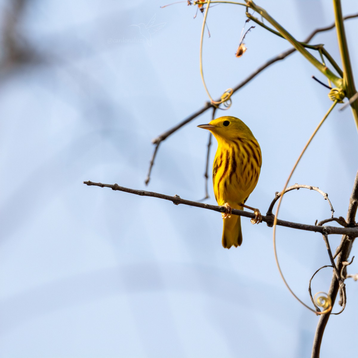 Yellow Warbler (Northern) - ML619788500