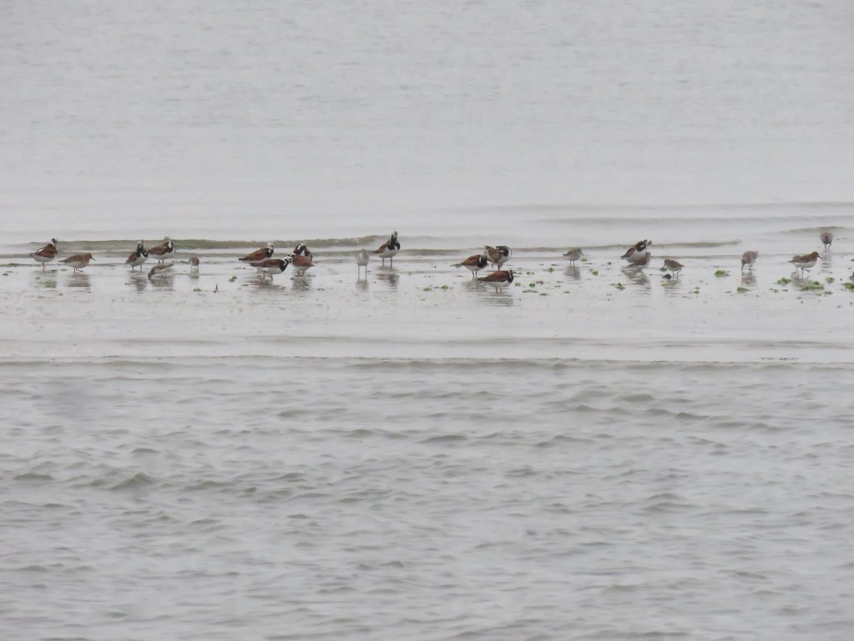 Ruddy Turnstone - ML619788502