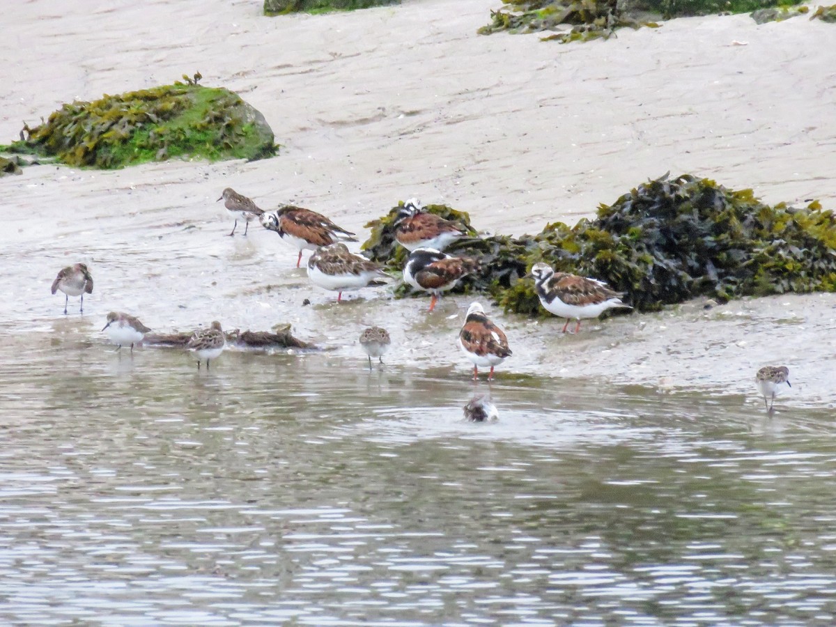 Ruddy Turnstone - ML619788503