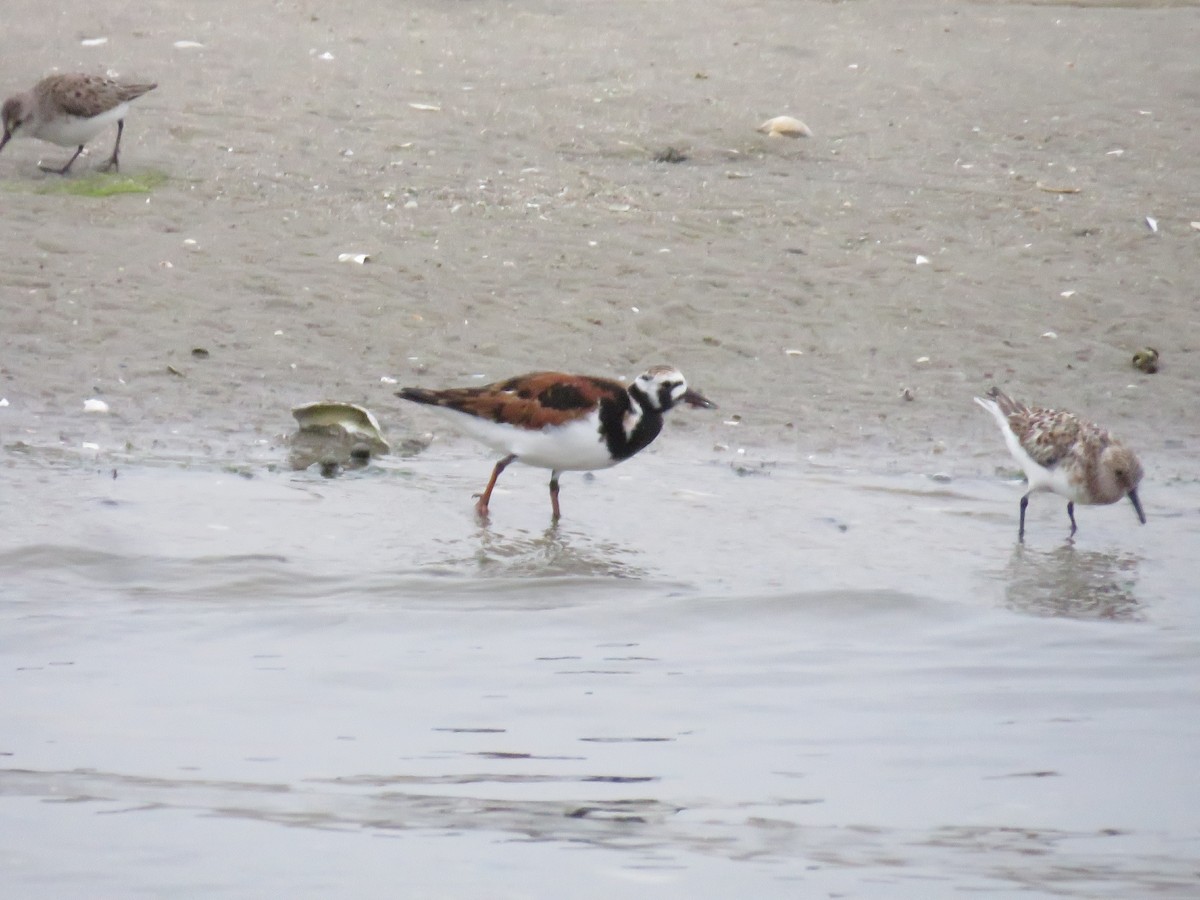 Ruddy Turnstone - ML619788504