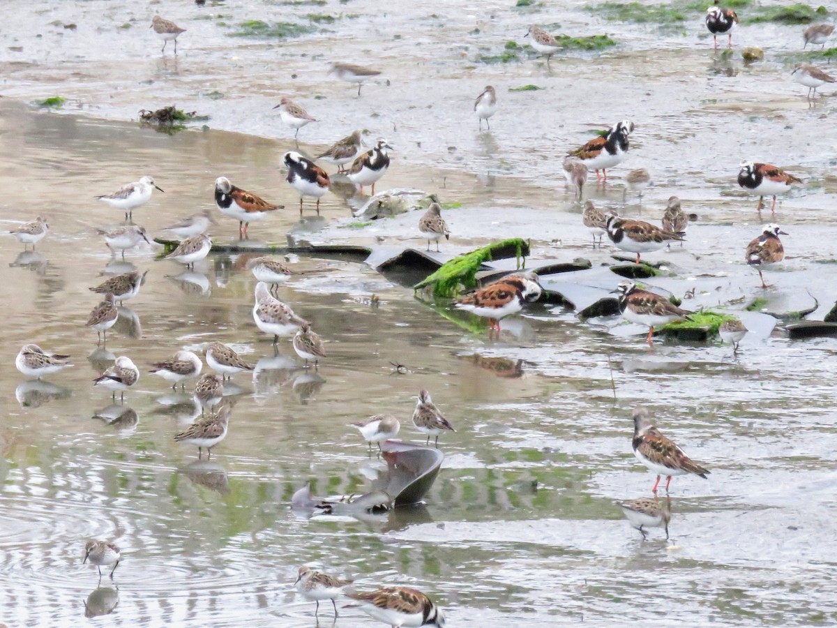 Ruddy Turnstone - ML619788505