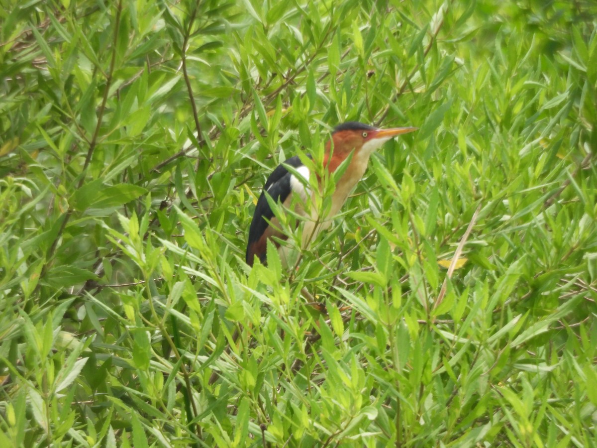 Least Bittern - ML619788520