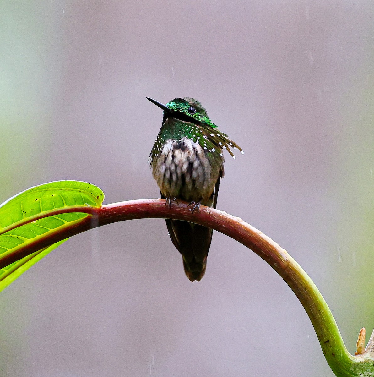 Coqueta Verde Sureña - ML619788576