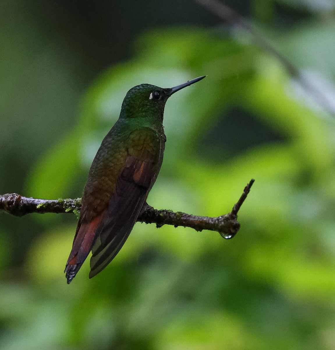 kolibřík brazilský - ML619788586